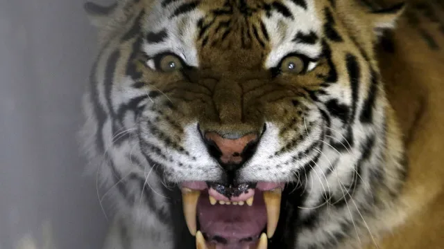 Homem morre após ser atacado por tigre em zoo britânico. Invadiu recinto