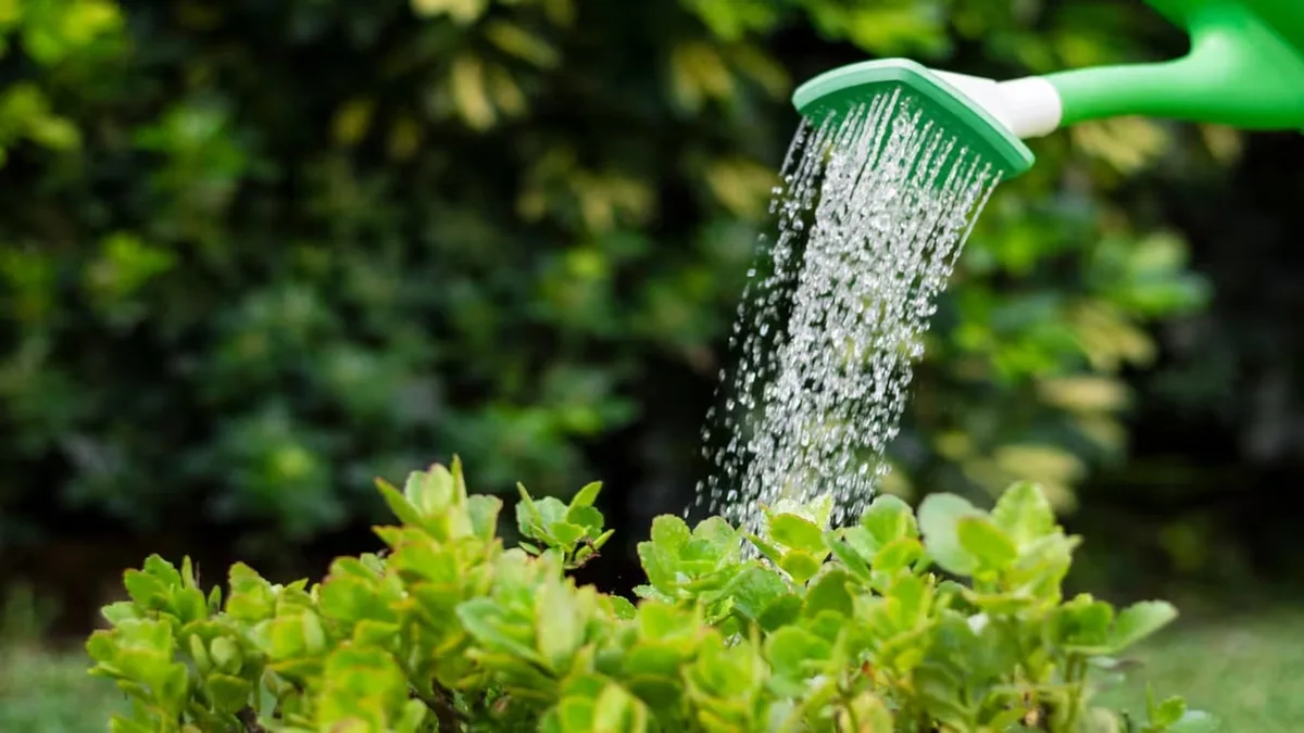 La mezcla con 3 ingredientes que los jardineros usan para regar las plantas pero mantienen en secreto