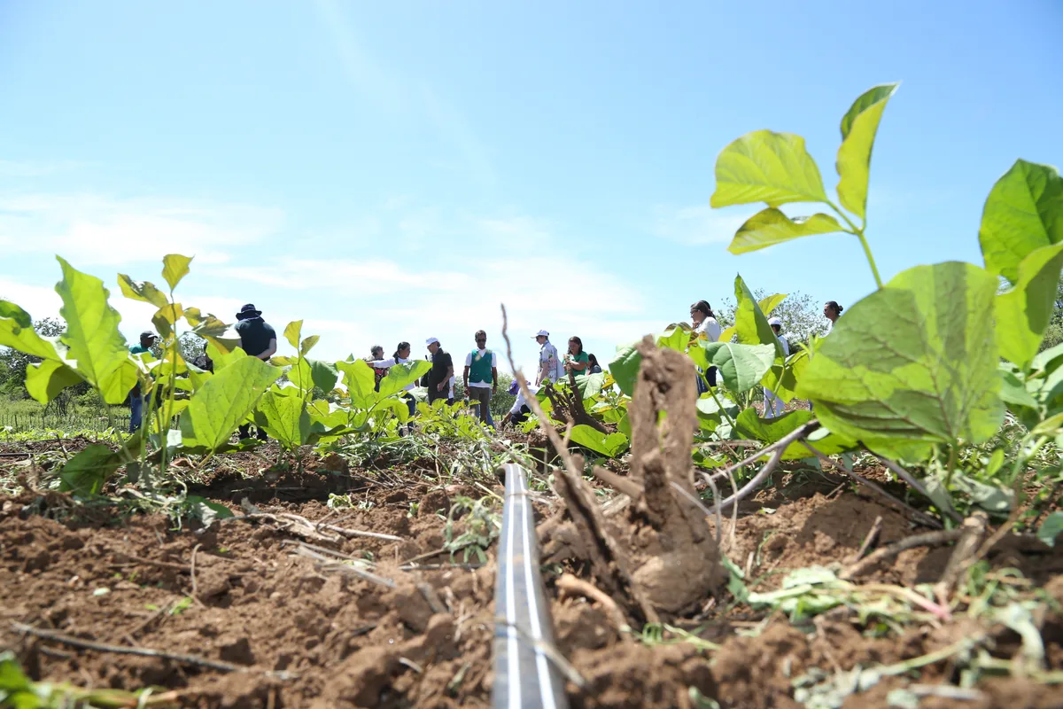 Calote no agro chega a R$ 48 bilhões e bancos retomam fazendas