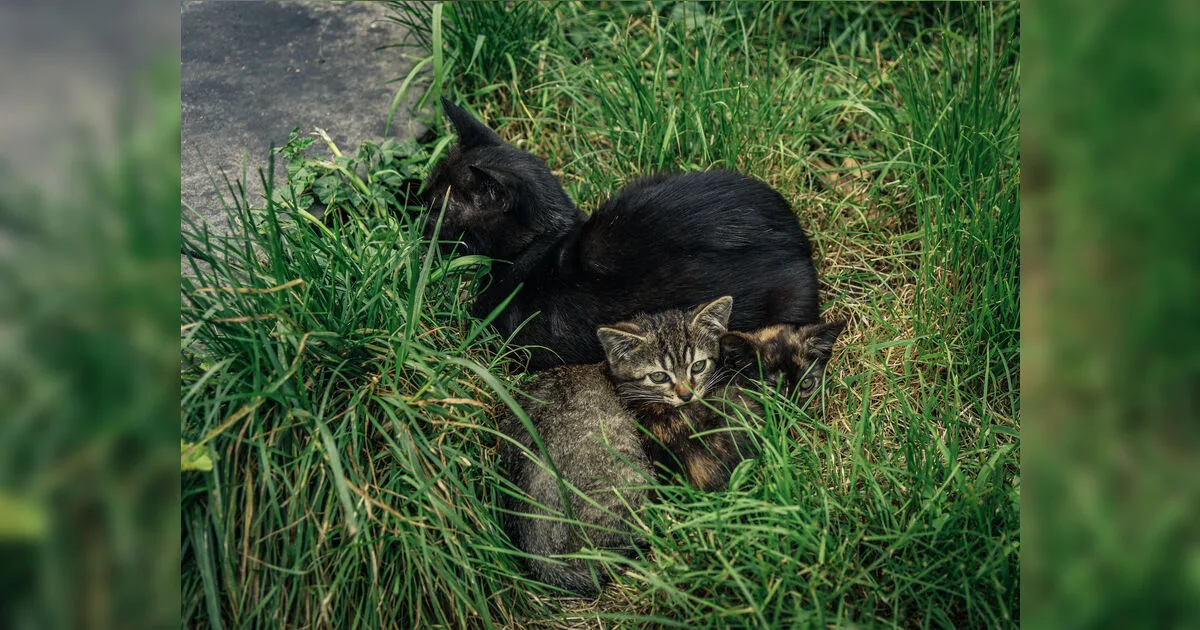 Filhote de cachorro é encontrado morto e gatos são flagrados em situação de abandono em Apucarana