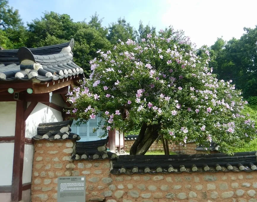 [윤주의 이제는 국가유산] [60] 백살 넘은 천연기념물 무궁화