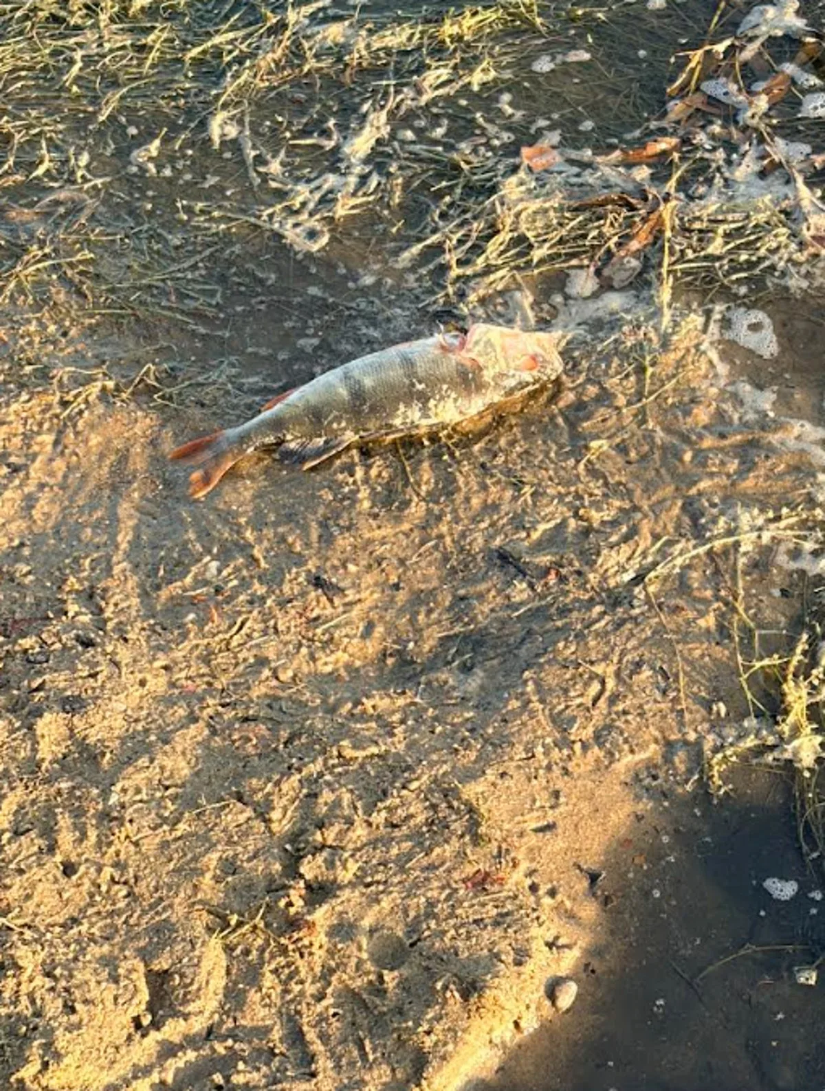 Dead fish wash up at London lake in latest blow to capital's wildlife from heatwaves