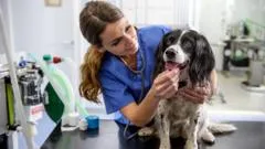 Vet prescription fees capped under rule changes