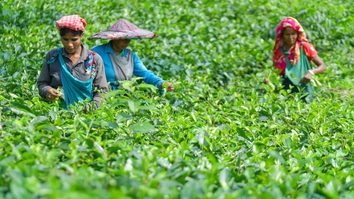 Indian Tea Association issues white paper on Darjeeling & Dooars Tea Industry seeks revival packages