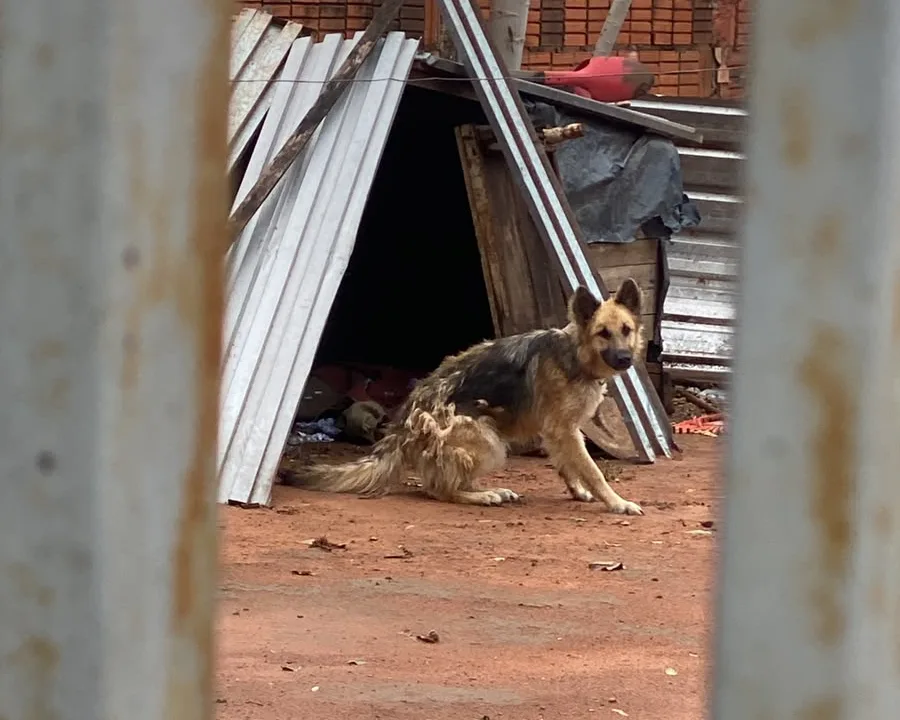Após resgate de cachorrinha chutada, polícia deflagra operação no interior