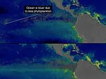 Super El Nino is changing the colour of the OCEAN: NASA says waters have become bluer as record-breaking temperatures wipe out marine life