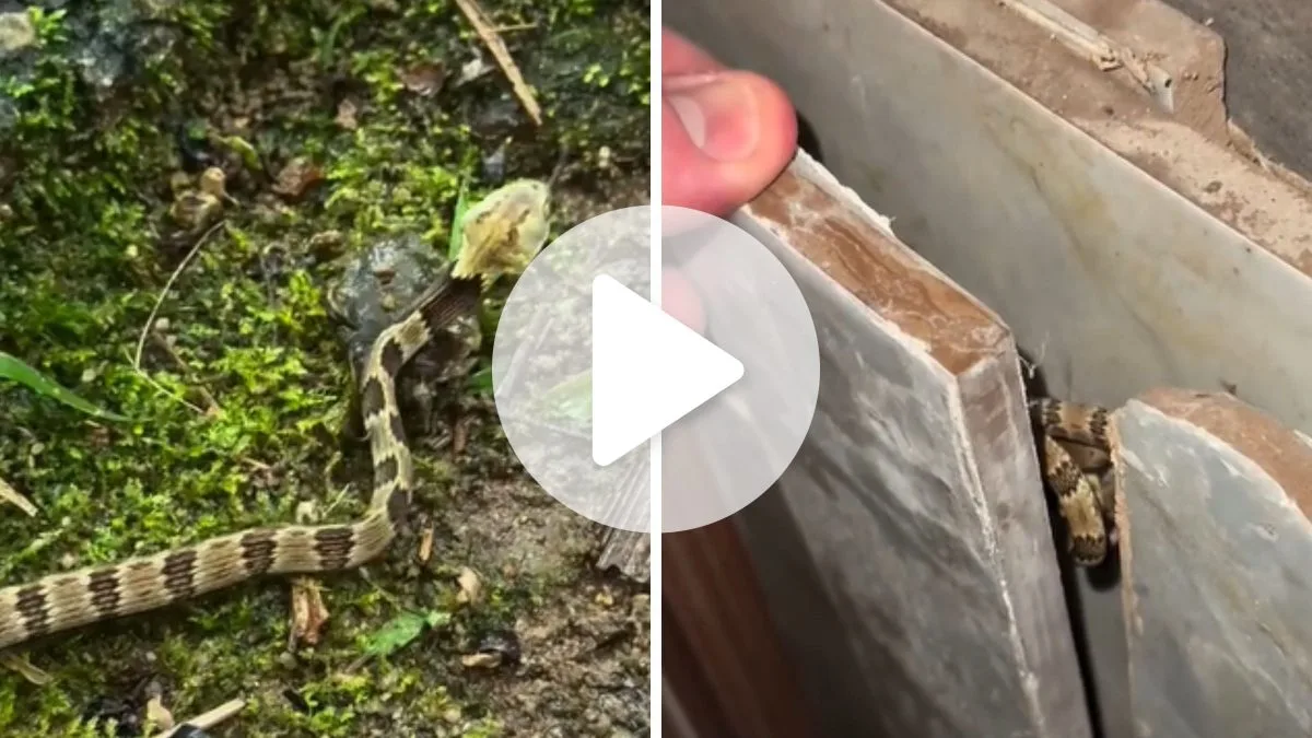 ‘Falsa jararaca’ é encontrada em esconderijo inusitado em SC