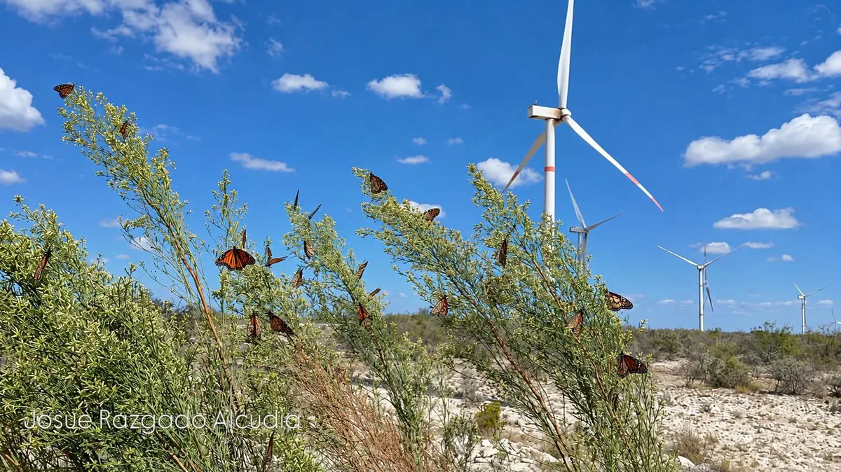 ¡Ya están aquí!... Avistan 16 mariposas monarcas en Saltillo y 2 en Ramos