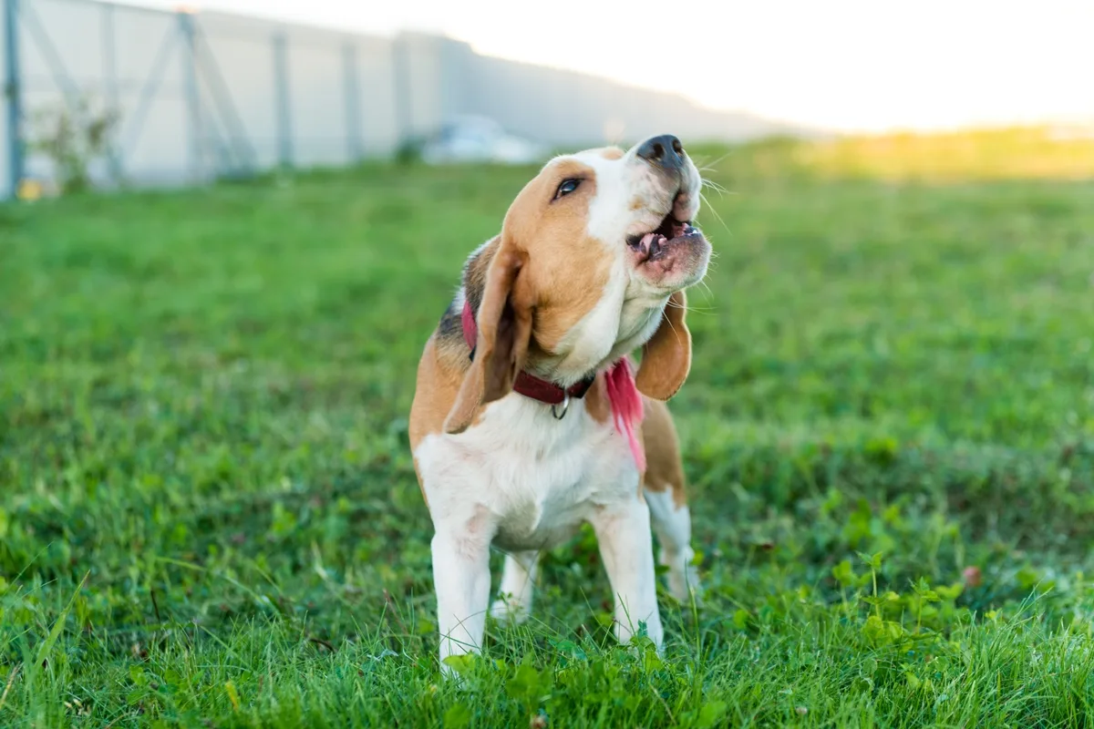 Os sinais que o cão dá antes de ficar agressivo, segundo veterinário