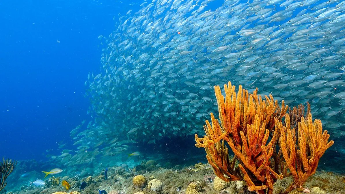 Economia azul deixa de ser só pesca e navegação: emprego está cada vez mais diversificado