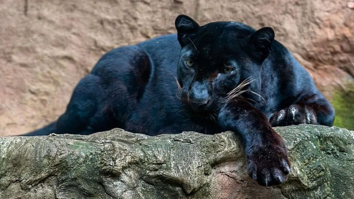 Big cat the size 'of a panther' spotted in Northamptonshire