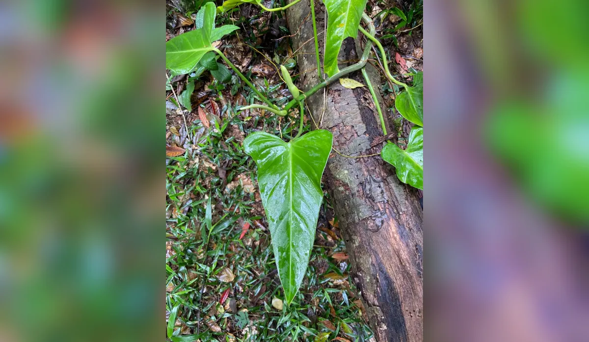 Descoberta rara: nova espécie de planta da Mata Atlântica é encontrada no ES