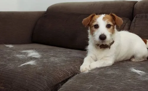 Adiós al pelo de mascota en el sillón; el método casero más rápido y efectivo para limpiarlo
