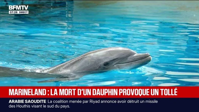 La mort d’un dauphin transféré du Marineland d’Antibes vers l’Espagne provoque la colère des associations