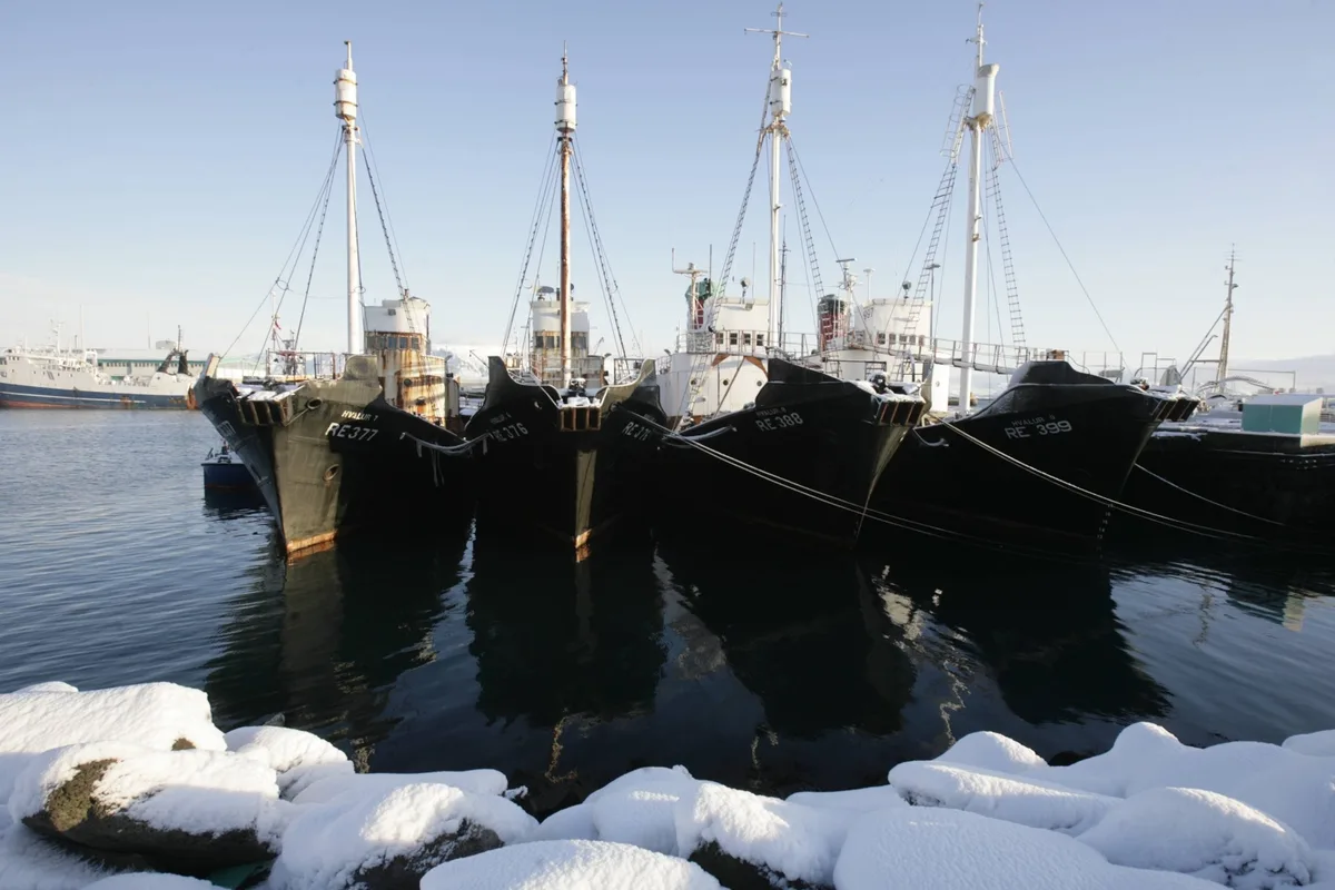 Iceland to consider whaling ban, potentially leaving Norway and Japan isolated