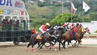 Esta es la cantidad de caballos purasangres que hace vida en La Rinconada