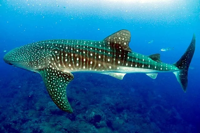 Dónde nacen y crecen los tiburones ballena, el mayor misterio que la ciencia no logra resolver