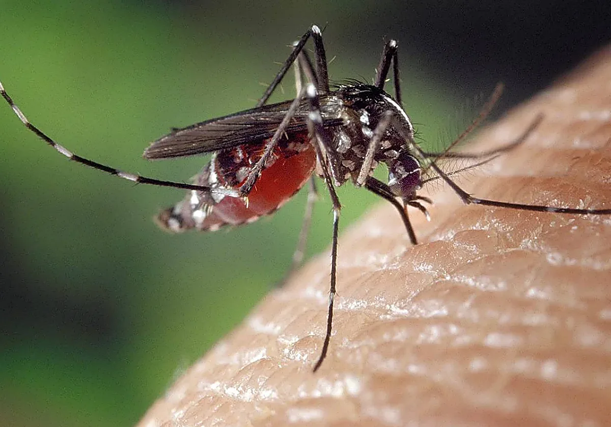 El virus del Nilo ya deja su primera muerte del verano en Extremadura, que suma 24 casos