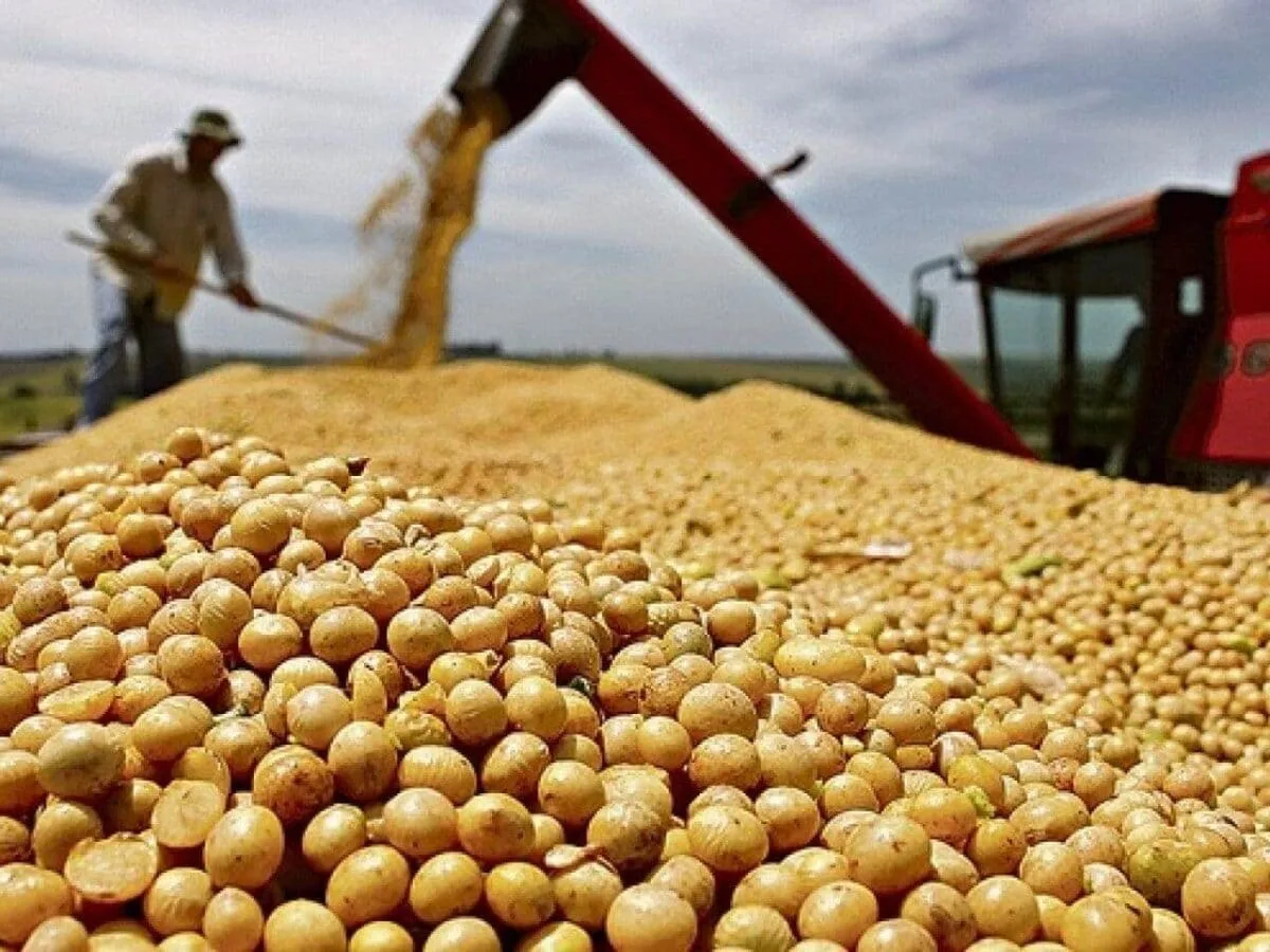 Acre registra recuo de 38 toneladas na estimativa da safra, diz IBGE