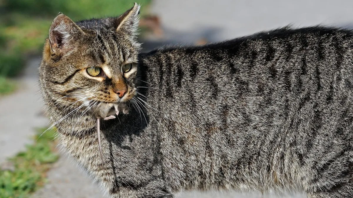 Verhaltensbiologie: Warum Katzen lebende Mäuse nach Hause bringen – es sind keine „Geschenke“