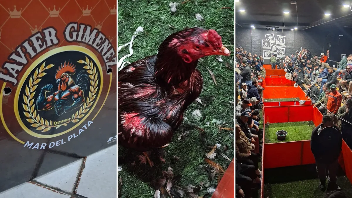 Un mini estadio, apuestas clandestinas y más de 100 gallos: desbarataron un torneo de riñas y detuvieron a 30 personas en Brandsen