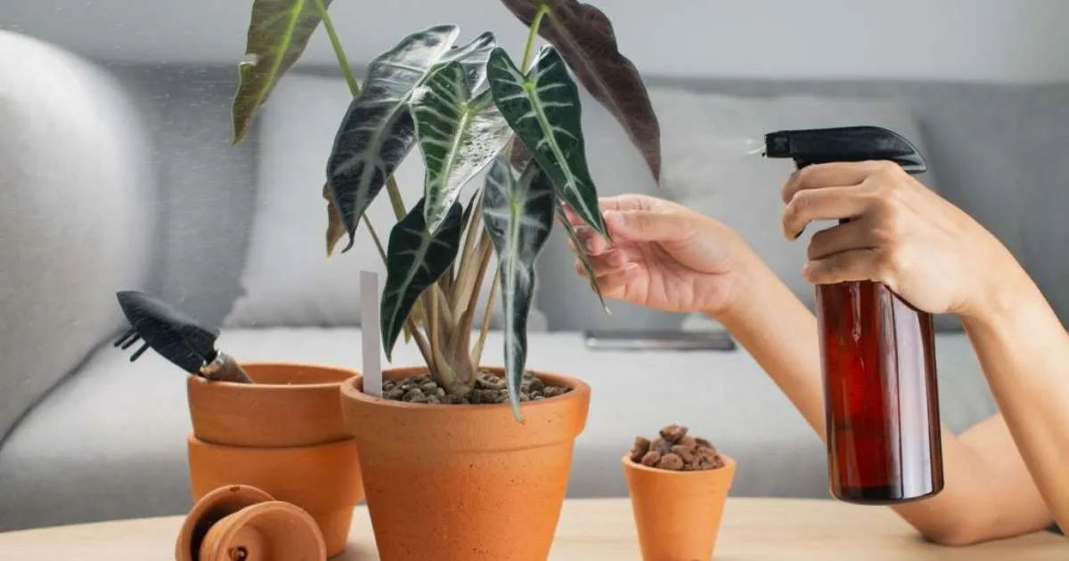 Alocasia: conheça planta exótica que virou febre nos lares mais sofisticados