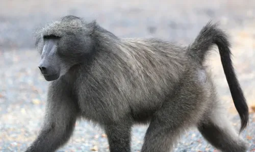 2 200 baboon-proof bins headed for Cape Peninsula homes