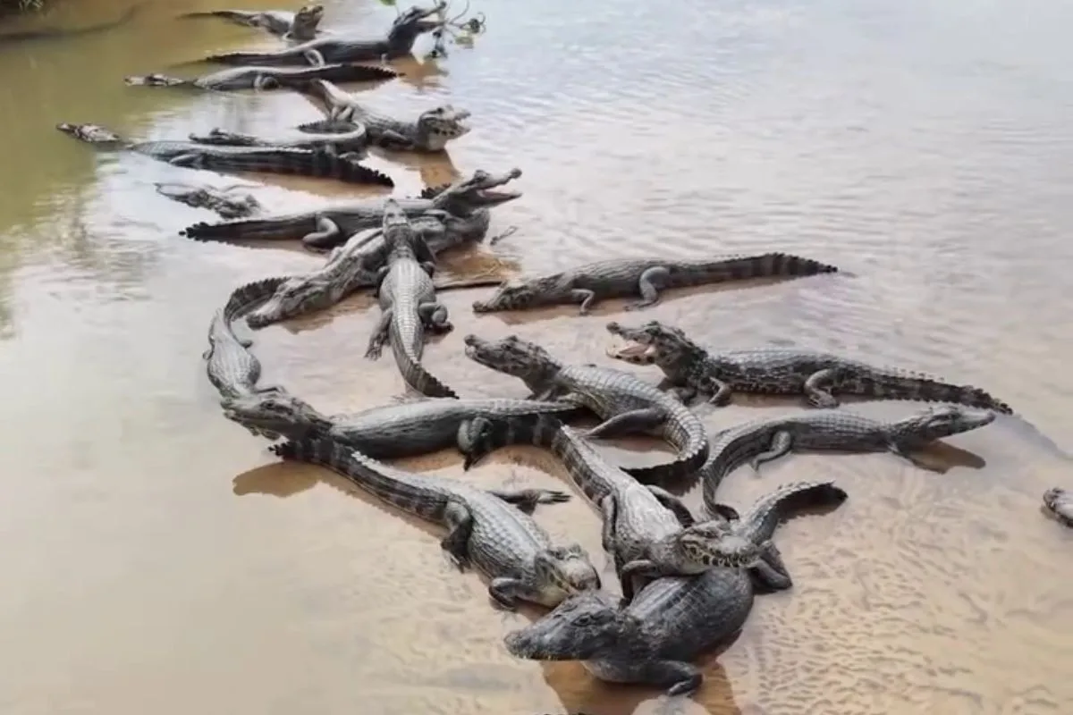 Vídeo: ‘Barreira de jacarés’ chama atenção nas 'praias' do Rio Taquari durante a seca