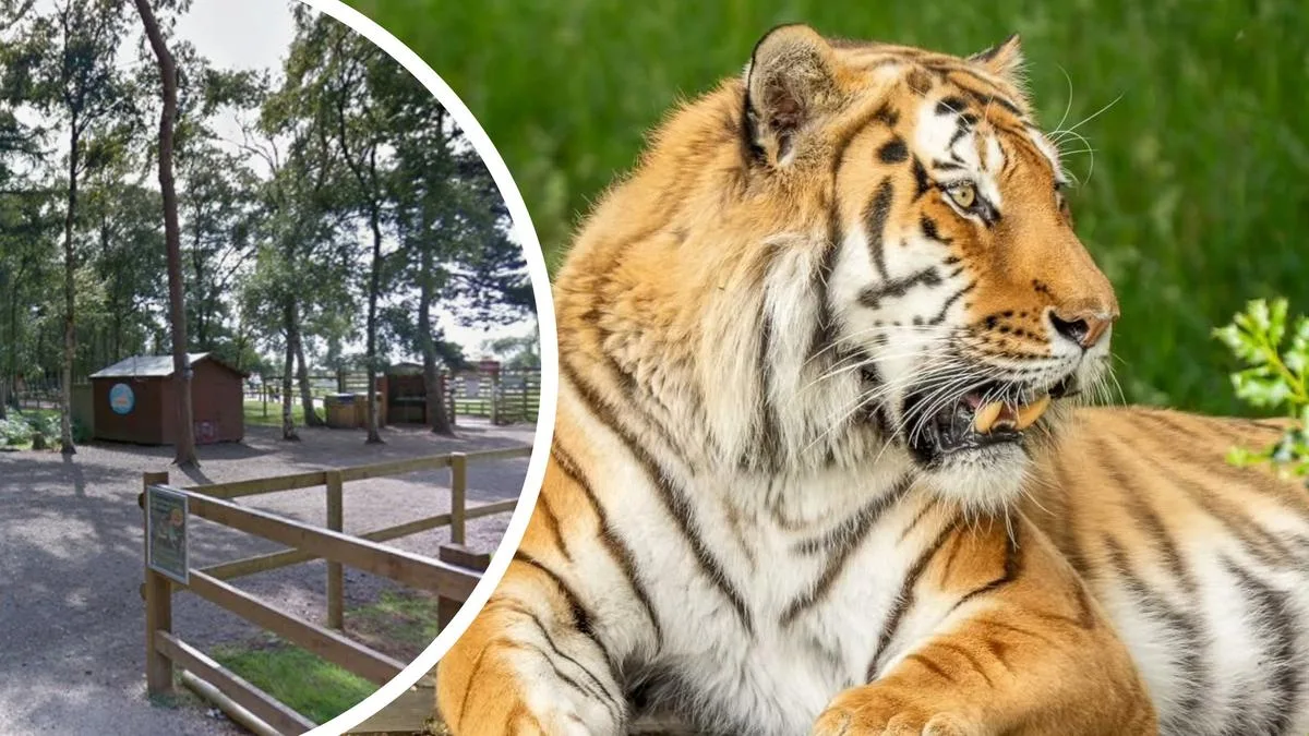 UK tiger mauling: Mother reveals desperate attempt to save man killed by tiger at Yorkshire Wildlife Park