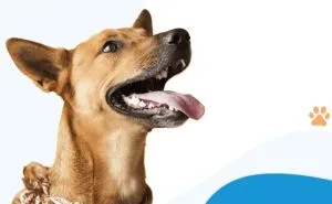 Petz Cobasi (AUAU3) tem lucro líquido ajustado de R$ 70,3 mi no 2º tri, alta 8,4%