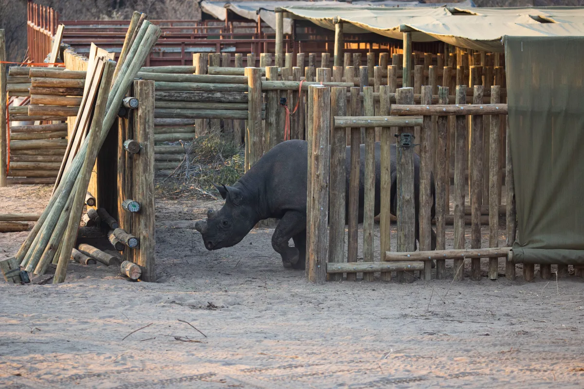 SA’s rhinos population rises by nearly 5% in 2025 but 230 rhinos killed by poachers this year