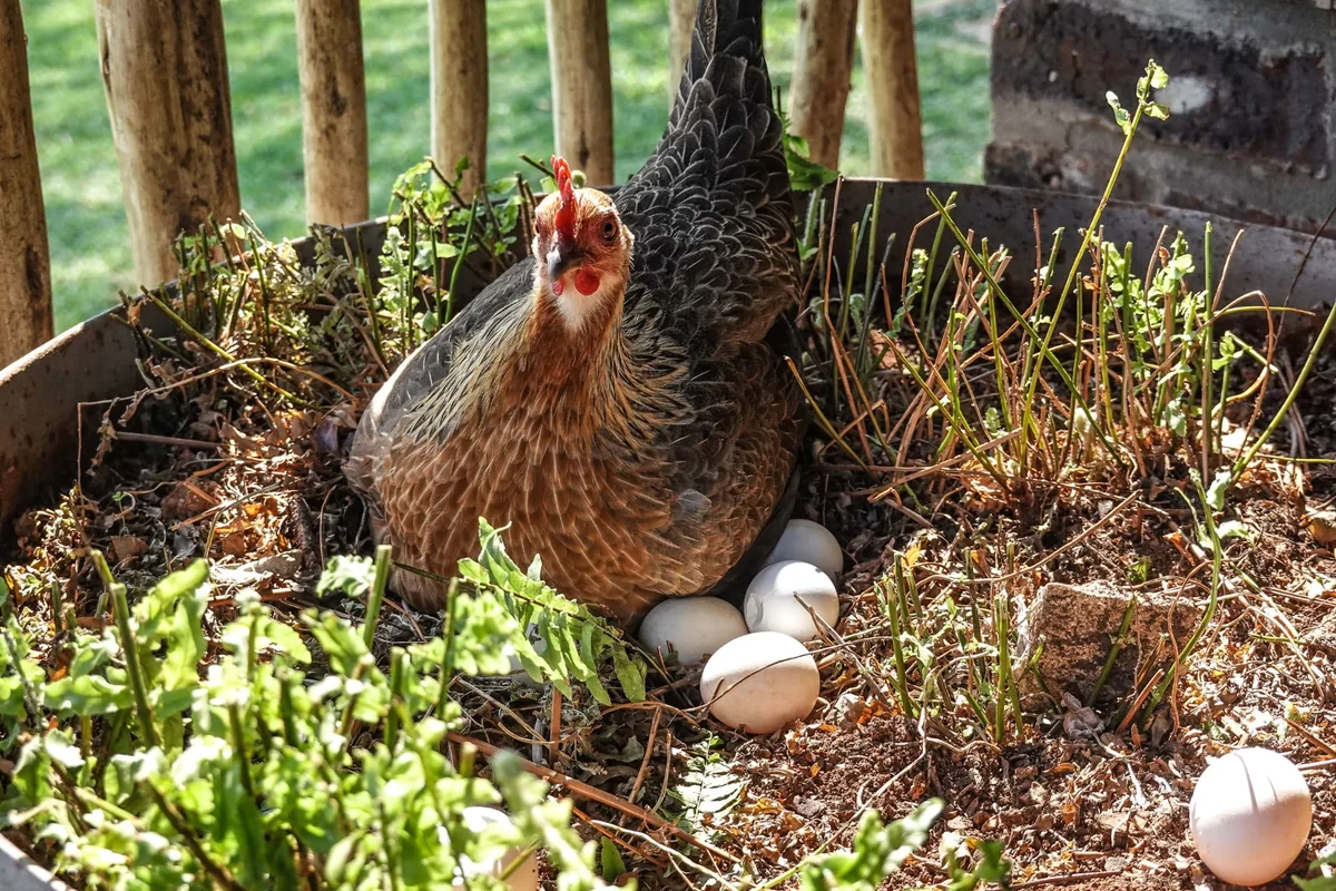 La inteligencia artificial resolvió el misterio: ¿primero fue el huevo o la gallina?