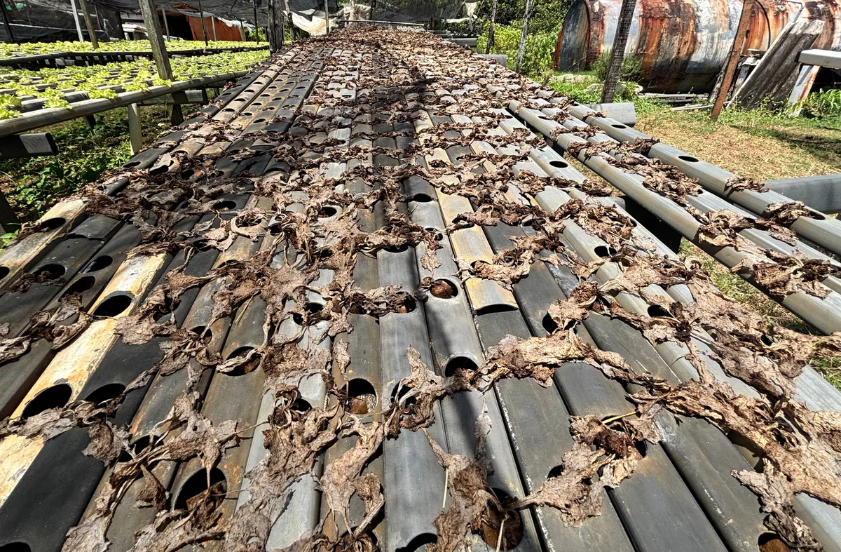 IPA aponta poeira como causa da perda de 76 mil pés de hortaliças em Fernando de Noronha
