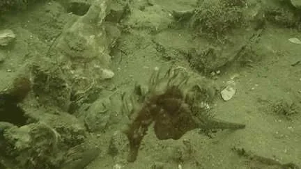 "Avant, on trouvait des hippocampes partout" : dans le bassin d’Arcachon, l'eau à 25 degrés met la faune et la flore en danger