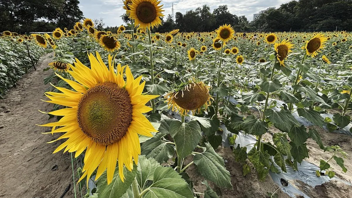 A sunflower field steals the show this Onam in Thiruvananthapuram