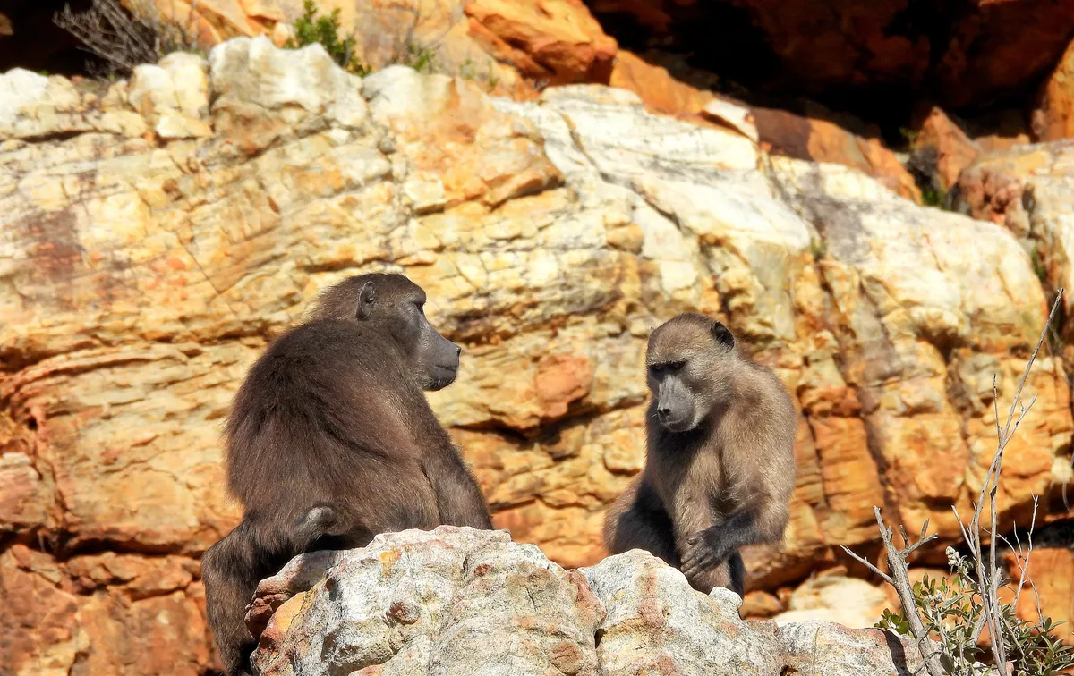 PRIMATE SOLUTION OP-ED: Cape Town’s baboon crisis a last-chance conservation opportunity — fund coexistence before captivity