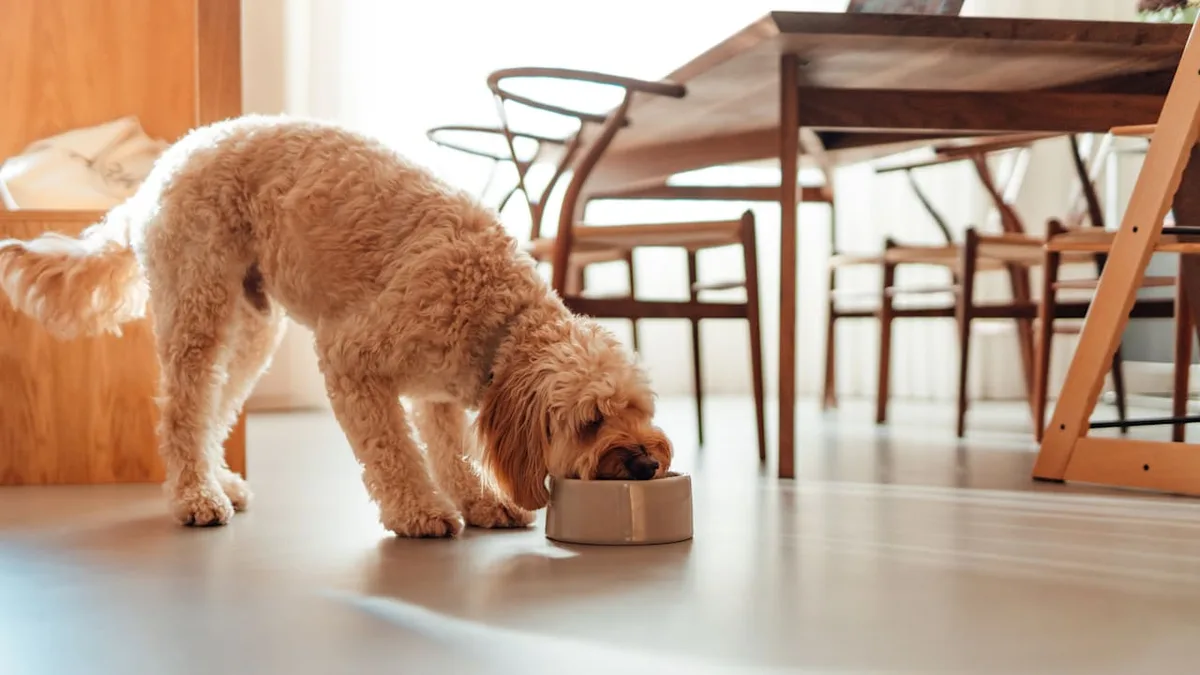 Vorteile, Anwendung, Risiken - Wie gut sind Flohsamenschalen für Hunde?