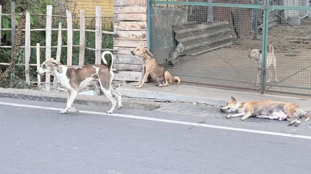 Control stray dog menace in Rasipuram Municipality, demand residents
