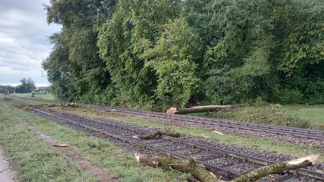 Baum auf den Gleisen: Zug entgleist nach Zusammenprall mit Baum - Streckensperrung