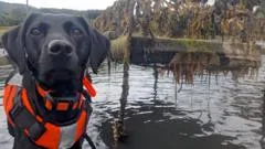Dog that hunts invasive 'sea vomit' honoured as animal of the year