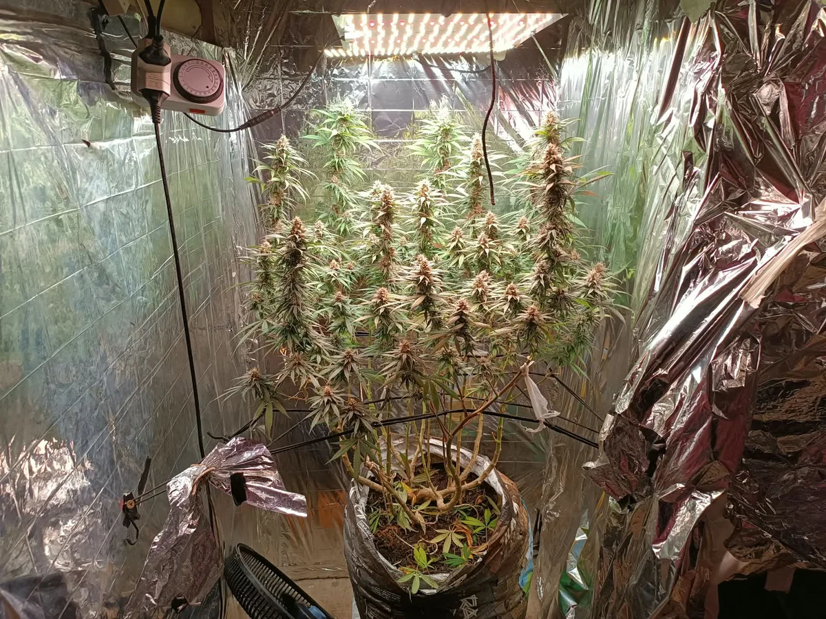 Polícia Civil encontra estufa para cultivo de maconha na Bahia