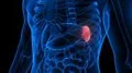 La ciencia descubre un indicador oculto en el bazo que predice el riesgo de infarto
