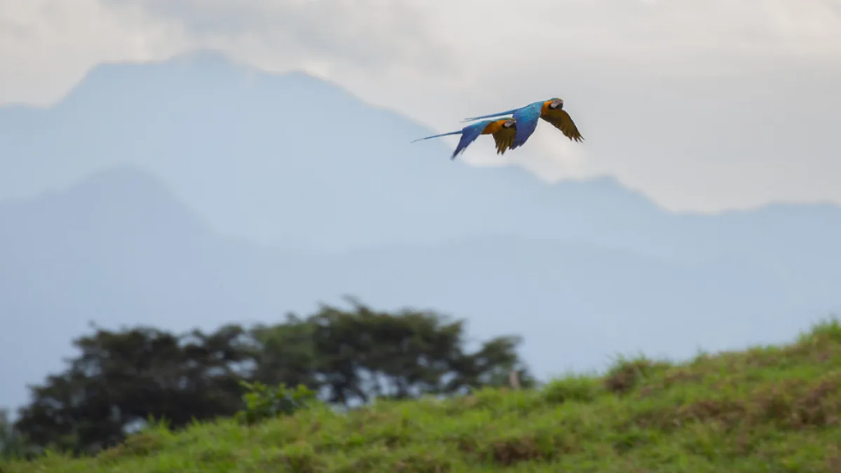 Scientists use rainforest sounds to teach AI to identify hard-to-recognise birds