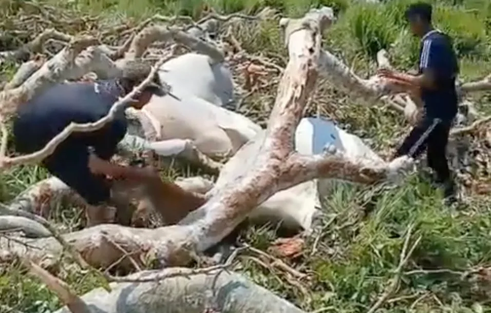 Temporal derruba árvore e mata 12 cabeças de gado no Acre