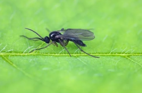 ¿Cómo evitar que los mosquitos se acerquen a tus plantas?; conoce el truco eficaz