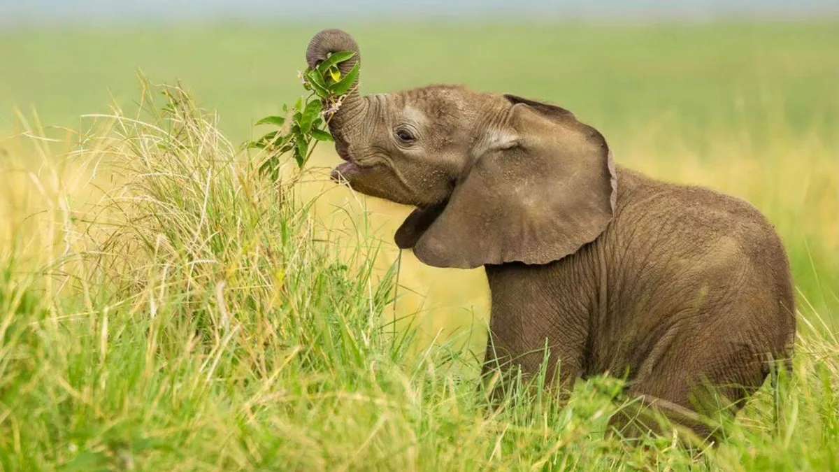 Once plagued by elephant raids, Assam village now grows grass & fruits for wild herds