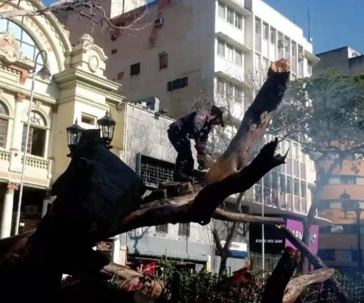 Árbol de 15 metros de altura cayó y afectó al Palacio Federal Legislativo