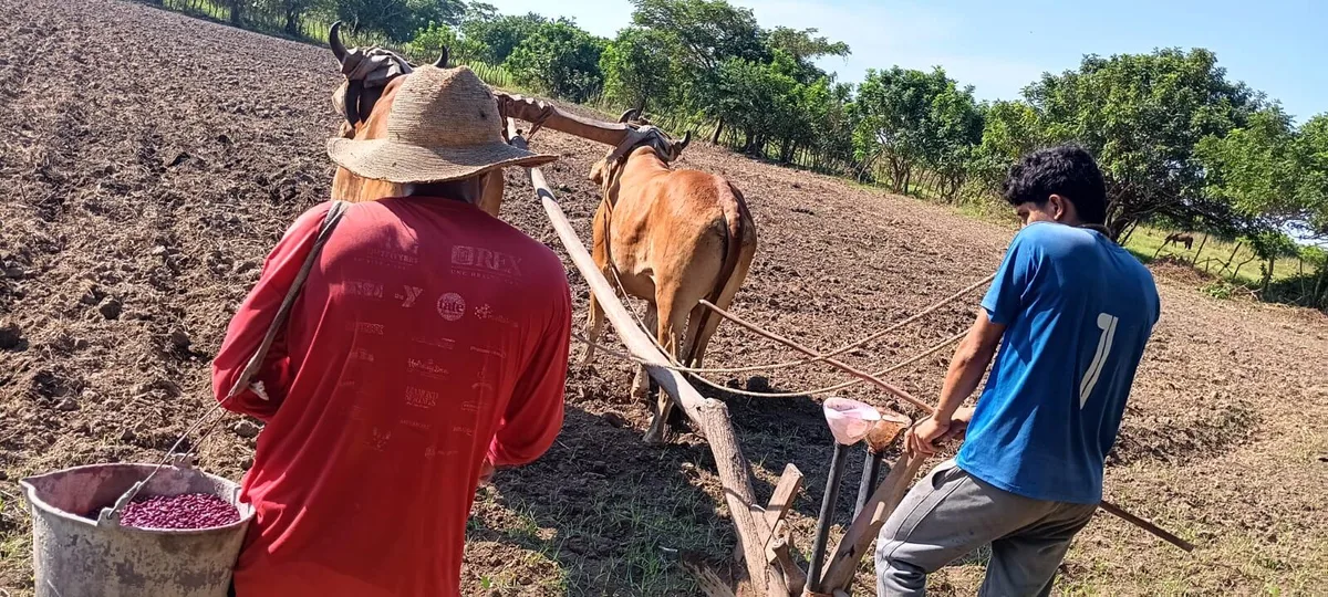 CAMPO prevé alzas en los precios de los granos básicos en 2027 si la sequía frena la siembra postrera en El Salvador