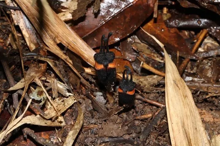 "Flor do diabo" raríssima é descoberta sob o solo em parque da Tailândia