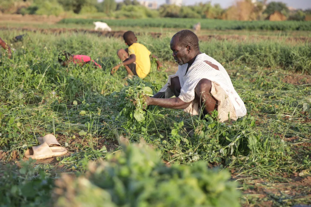 Sudan's famine risk worsened by conflict, drought and funding shortages, report says